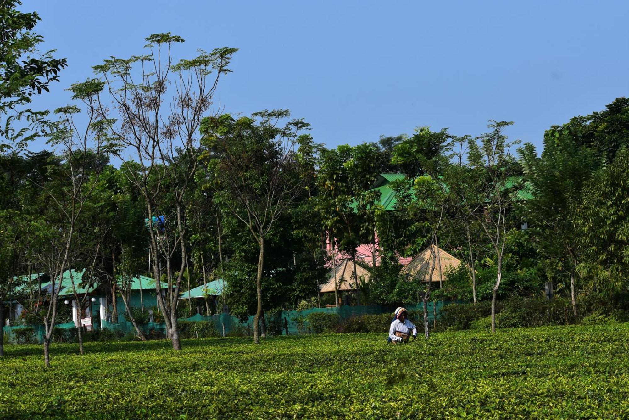 Grasshopper Jungle Queen Resort Chālsa Exterior foto